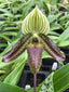 Paphiopedilum wardii
