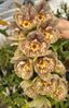 Catasetum Orchidglade 'Davie Ranches' AM/AOS.