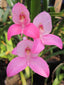 Disa Unilangley