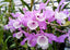 Dendrobium tortile (Fragrant)