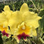 RLC. Goldenzelle ‘Lemon Chiffon’ (Mericlone)