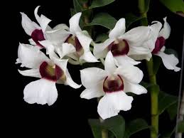 Dendrobium sanderae var. major