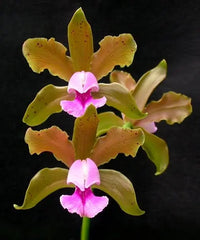Cattleya tenuis (Flask - Conical, ex Taiwan)