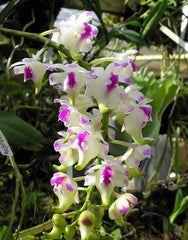 Vanda Mimi Palmer x Aerides lawrenceae