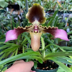 Paphiopedilum hirsutissimum (Species) FLOWERING SIZE
