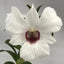 Dendrobium Snow Festival
