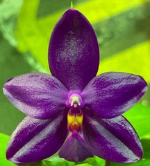 Phalaenopsis Fintje Kunriawati (pulchra x violacea) MC