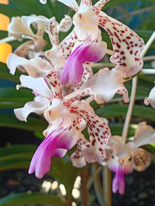 Rhynchostylis Coelestis X Vanda Luzonica (Flowering size)