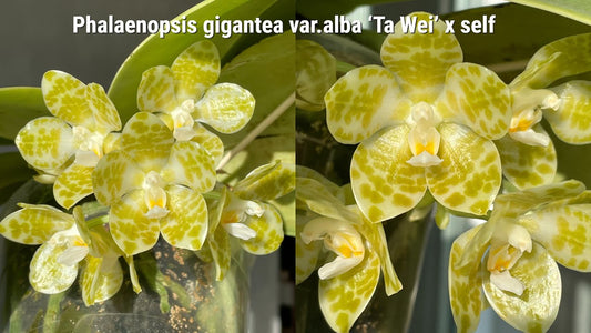 Phalaenopsis gigantea forma alba MC (VERY RARE SPECIES)