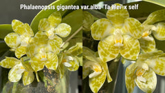 Phalaenopsis gigantea forma alba MC (VERY RARE SPECIES)