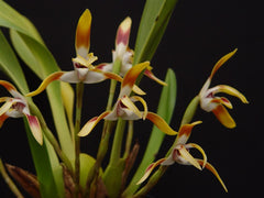 Maxillaria triloris (Fragrant)