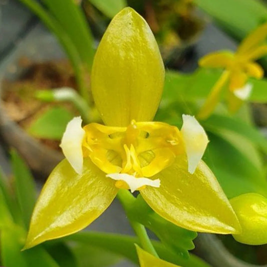 Phalaenopsis cornu-cervi alba 'Peloric' (Rare Species)