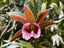 Phaius tankervilleae var. australis 'Topaz Tiger'
