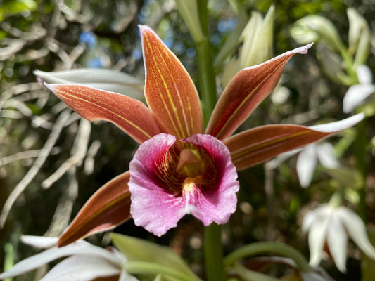 Phaius tankervilleae var. australis 'Topaz Tiger'