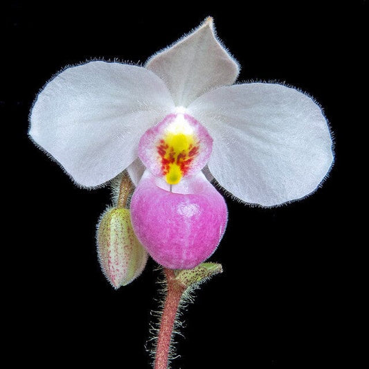 Paphiopedilum delenatii 'Ruby' x self (FLASK - ex Taiwan, Vietnamese Species)