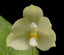 Phalaenopsis floresensis (Fragrant Species)