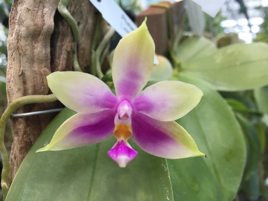 Flask- Phalaenopsis violacea 'indigo x  Phal. bellina