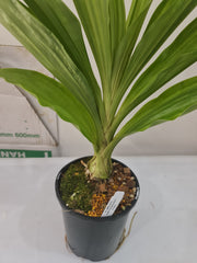 Phaius Lady Ramona Harris ‘Here’s Looking at You’