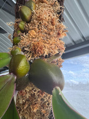 Bulbophyllum Phalaenopsis (Mature Plant)