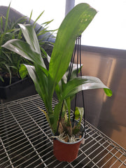 Grammatophyllum Pakkret Leo 'Asgard' (Mericlone)