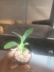 Grammangis ellisii (Madagascar Species)