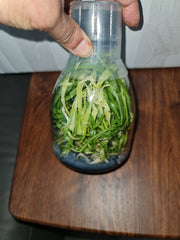 Flask - Monnierara Millennium Magic 'Witchcraft' FCC/AOS