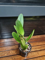 Blc. Ann Cleo 'Laina' (Mericlone)