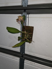 (IN FLOWER SPIKE) Bulbophyllum Elizabeth Ann 'Buckleberry