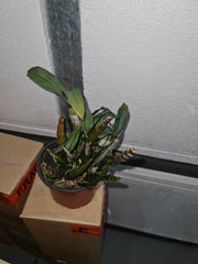 Dendrobium capituliflorum (Rare Species)