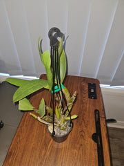 Dendrobium Jungle Gem x shiraishii