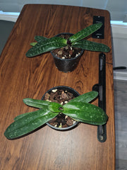 Paphiopedilum niveum (Species in flowers buds)