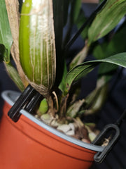 Dendrobium alexandrae (Latourea)