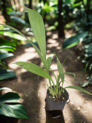 Phaius Australis – (SWAMP ORCHID)