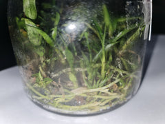 Dendrobium lowii (Species Flask - Conical) ex Taiwan