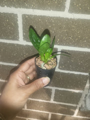 Dendrobium cochliodes (Species From PNG)