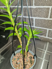 Dendrobium sanderae var. luzonicum (Rare species)