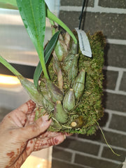 Bulbophyllum recurvilabre