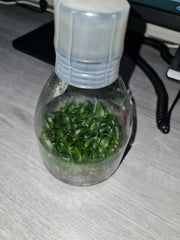 Paph. delenatii (Species Flask - Conical) ex Taiwan