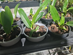 Blc. Nell Hammer (Fragrant)