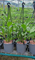 Dendrobium gouldii "Blue"