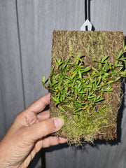 Mediocalcar decoratum (Species From New Guinea)