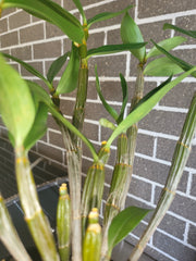 Dendrobium thyrsiflorum (In buds, Flowering - Indian Species)