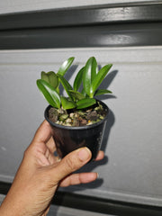 Cattleya bicalhoi coerulea (syn Laelia dayana)