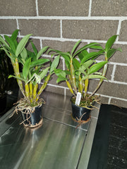 ( Dendrobium Floralia (Den. Mousmee 'Sylvia' x Farmeri 'Pink' 4N) In buds now