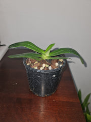 Paphiopedilum emersonii ('Pink Blush' x 'Wild Heart')