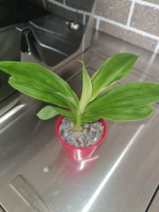 (Variegated Leaves) Monnierara Millennium Magic 'Witchcraft' FCC/AOS