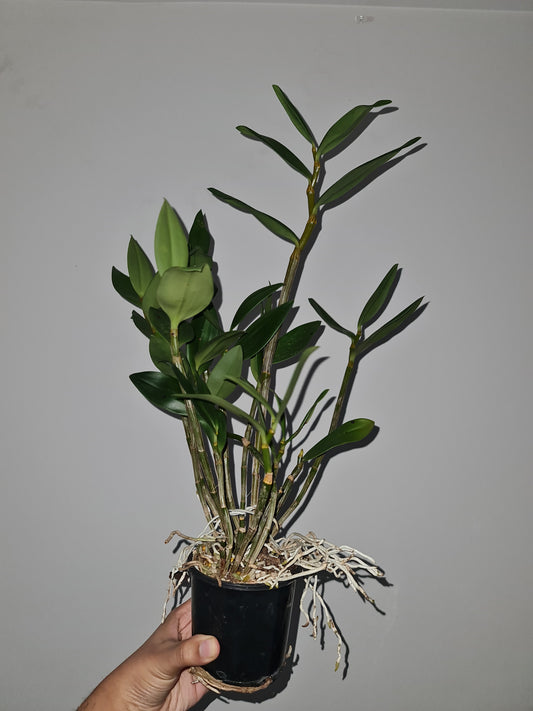 Dendrobium Amabile