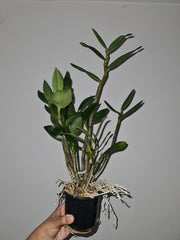Dendrobium Amabile