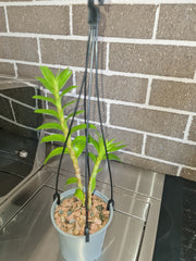 Dendrobium sanderae var. luzonicum (Rare species)