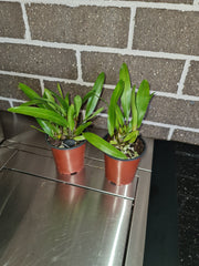 Dendrobium auricolor